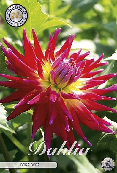 Dahlia Cactus Bora Bora 1-pakning NYHET